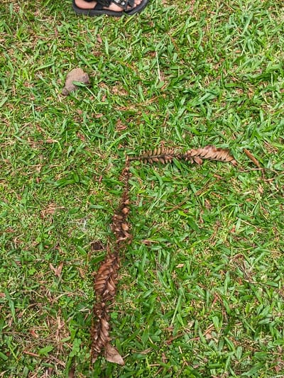 Green grass covers the scene, interspersed with patches of brown. A long, decaying fern frond stretches across the grass, creating a rough line. At the top, a brown object rests beside a partial view of a foot wearing a dark sandal. The grass appears healthy, with variations in shades of green indicating different textures and growth patterns. The composition is natural and unarranged, capturing a moment in an outdoor environment.