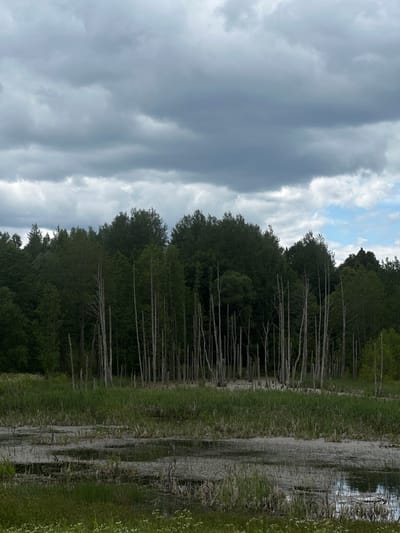 The image depicts a wetland landscape with a dense forest in the background under a cloudy sky. In the foreground, shallow water is visible with patches of aquatic vegetation and reeds. A cluster of tall, dead trees, their branches bare and gray, rise from the marshy area. Behind these skeletal trees, a thick wall of dark green deciduous trees forms the forest's edge. The sky is heavily overcast with dark, textured clouds dominating the upper portion of the frame, although a sliver of brighter sky with some white clouds is visible to the right. The overall impression is one of a tranquil, somewhat somber natural environment. This scene is located in the Myadzyel rural council, Belarus.