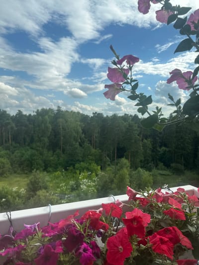 The image depicts a close-up view of vibrant petunias in a white planter box, likely situated on a balcony. The flowers are a mix of deep pink, fuchsia, and red hues, with some delicate purple blooms visible. Above the planter, the sky is a brilliant blue, dotted with fluffy white clouds. In the background, a dense forest of green trees stretches across the horizon. The overall scene suggests a serene, natural setting within or on the outskirts of a city like Snt Del'fin, Russia. There are no people or animals present in the frame. The perspective is from above, looking down at the flowers and then out towards the landscape.