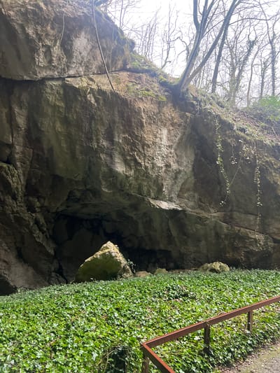 The image depicts a natural rock formation and cave entrance in Despotovac Municipality, Serbia. A prominent, weathered grey-brown rock cliff face, showing distinct stratification and fracturing, occupies the central and left portions of the frame. At the base of this cliff, a dark, recessed opening indicates a cave entrance, partially obscured by several large, angular boulders scattered on the ground directly in front of it. The top of the cliff transitions into an upper slope adorned with sparse moss and numerous bare-branched deciduous trees, silhouetted against an overcast sky. The foreground is covered by a dense, uniform carpet of vibrant green ivy. A rusty brown metal railing runs horizontally in the lower right corner, suggesting a designated viewing area or pathway, with a dark, possibly gravel or dirt, path visible directly beneath it. No individuals are present in the scene.