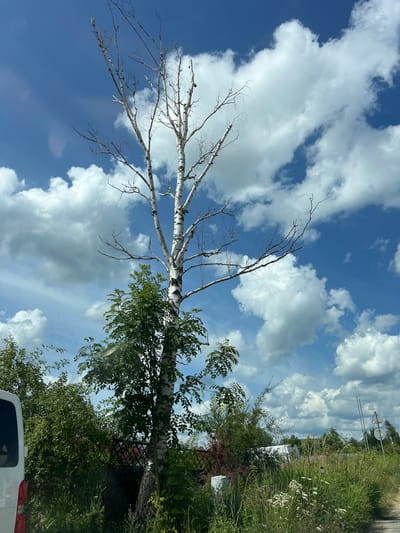 The image depicts an outdoor scene on a sunny day with a partly cloudy blue sky. A prominent feature is a tall, slender birch tree with white bark and sparse, bare branches, indicating it might be a dead or dormant tree. In front of the birch tree, a smaller, leafy green tree is visible. The foreground is filled with tall green grass and some wild white flowers. A white van is partially visible on the left side of the frame. In the background, there are other trees and vegetation, a dark fence, and what appears to be some structures, possibly part of a rural or suburban area. The overall impression is of a natural landscape with some man-made elements. The location is identified as Porosły-Kolonia, Poland.