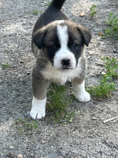 A fluffy, black and white puppy stands on a gravel path in a rural outdoor setting. The puppy has dark fur on its back and head, with a white blaze down its forehead and snout. Its chest and front paws are white. Green weeds grow sparsely around the puppy and on the path. The background is out of focus, showing more of the gravel and vegetation. The lighting suggests it is daytime. The specific location is identified as the city of Lisove, Ukraine.