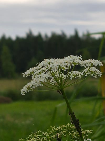 This is a close-up, vertically oriented photograph of a cluster of small white flowers, likely wildflowers, on a thin green stem. The flowers are arranged in an umbel, a characteristic flower cluster of the Apiaceae family. Some of the flowers are in full bloom, appearing as tiny white starbursts, while others are still developing, showing green centers.
The background is softly blurred, with a band of muted gray and white on the left, possibly indicating a sky or a bright, out-of-focus area. The right side of the background is a deep, verdant green, suggesting foliage or a grassy field. There are darker, indistinct shapes in the mid-ground, likely trees or shrubs, creating a sense of depth.
The lighting appears to be natural, possibly from late afternoon or early evening given the soft quality and the way the light catches the delicate petals. There are no people or animals visible in the frame. The overall impression is one of natural beauty and tranquility, focusing on the intricate details of the plant. The image does not contain any visible text. The location context is Sooblase, Estonia.