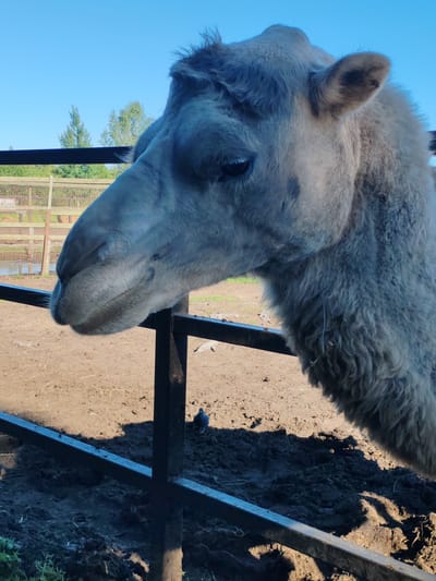 In the city of Lukashi, Russia, a close-up, eye-level shot captures a camel's head and neck in profile, facing left. The camel, a light gray color with shaggy fur around its neck, is positioned behind a dark metal fence. Its eye is visible, and its mouth is slightly open. The background consists of a dusty enclosure with more fencing and trees visible in the distance, under a clear blue sky. A small bird stands on the ground near the fence.