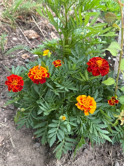 An overhead, slightly angled shot shows a patch of marigolds in various stages of bloom. Several flowers, a mix of red-orange and yellow-orange, are in focus, surrounded by lush green foliage. One marigold in the center has a bee on its petals. The ground beneath the flowers is a mixture of dark soil and some dry leaves. In the background, there is more green foliage, likely grass and other plants, and a thin tree trunk on the right side of the frame. The scene appears to be outdoors, possibly in a garden or park. This scene is located in Kołczewo, Poland.
