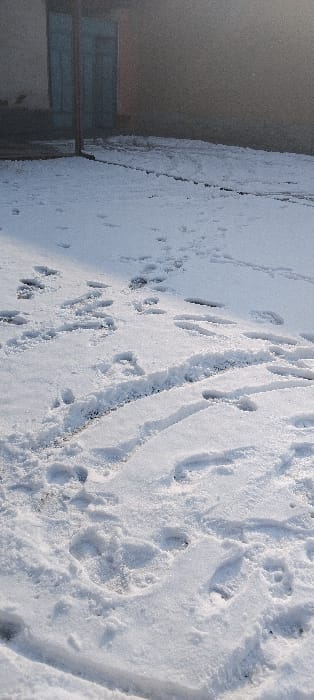 A blanket of fresh, white snow covers the ground, marked with a myriad of footprints and a tire track. The imprints vary in size and depth, suggesting activity from both humans and animals. The snow appears pristine, illuminated by sunlight creating subtle shadows. At the edge, a building with blue and grey siding is partially visible, grounding the outdoor scene.
