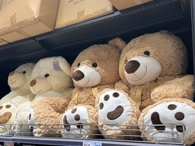 The image displays a retail store shelf populated with large plush teddy bears. Five teddy bears are visible, arranged in a row from left to right. The bears are primarily light brown and cream/off-white in color, with large dark eyes, white muzzles, dark brown noses, and embroidered smiles. Several bears wear light brown ribbons tied around their necks. Their feet show white paw pads with dark brown outlines and three dark brown circular prints. The bears are seated on a dark metal shelf with a chrome-colored front railing. Above this shelf, additional dark metal shelving holds stacked cardboard boxes, some with visible text indicating measurements. A white price tag partially visible below the shelf shows "€49.95". The scene depicts a retail display within the city of Sint-Niklaas, Belgium.
