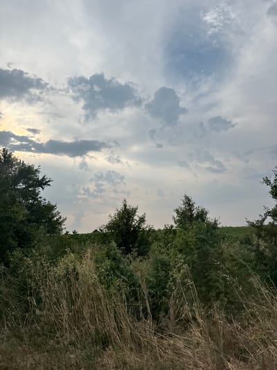 The image shows a natural outdoor scene, likely a field or meadow adjacent to trees, under a cloudy sky. The perspective is from a low angle, looking upwards.
The sky occupies a significant portion of the frame, with a mix of light and dark clouds. Patches of blue sky are visible through thinner clouds, suggesting a partly cloudy day. The light filtering through the clouds indicates it is either early morning or late afternoon.
On the right side of the image, a dense line of trees and vegetation runs vertically. The foliage is lush and green, with some dry, straw-like grass in the foreground, suggesting a transition between a more cultivated area and a wilder one.
There are no people or man-made objects clearly visible in the image. The overall mood is serene and natural, with the changing light and cloud formations creating a sense of atmosphere. The location is identified as Babovo, Bulgaria.