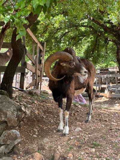 A mouflon stands on a rocky, dirt ground in Gornje Mrke, Montenegro. The mouflon has dark brown fur and light-colored legs, as well as large, curved horns. The animal is standing near a wooden fence under the shade of trees with dense green leaves. The ground is covered with small rocks and dirt.