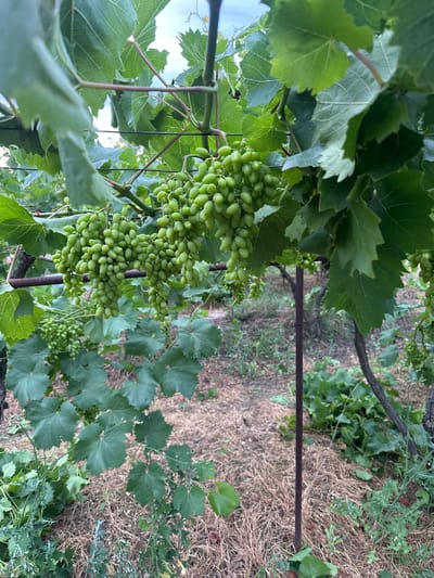 The image shows a close-up view of unripe green grapes on a vine. The grapes are clustered together and hang from thin stems. The leaves of the grape vine are large, green, and have a distinct lobed shape with serrated edges. The vine is supported by dark metal poles, and a wire grid is visible in the background. The ground beneath the vine is covered with dry grass and some weeds. The scene appears to be outdoors, likely in a vineyard, during daylight hours. The lighting suggests it could be an overcast day or late afternoon, as there are no strong shadows. The overall impression is one of natural growth and cultivation. The setting is Miatli, Russia.