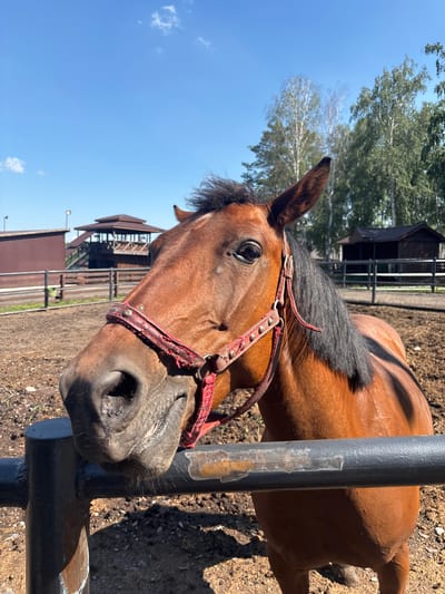 A close-up, eye-level shot captures a brown horse in an outdoor paddock. The horse is wearing a red halter and is leaning its head over a black metal fence. The paddock ground is dry and dirt-covered, with scattered small stones and sparse green vegetation. In the background, there are wooden structures, fences, and trees under a clear blue sky with a few white clouds. The image was taken in Startsevo, Russia.