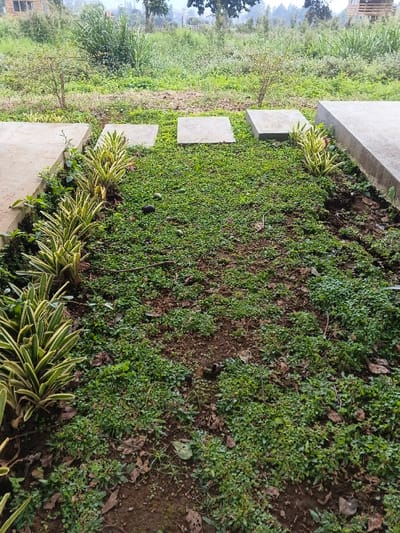 The scene depicts a landscaped garden area in Man Gyat, Myanmar, with a wilder, overgrown background. In the foreground and mid-ground, a patch of reddish-brown soil is largely covered by a low-growing, small-leafed green ground cover, interspersed with bare earth and scattered dry leaves. Along the left edge, a concrete pathway or border runs vertically, flanked by a linear arrangement of variegated plants with stiff, pointed leaves, possibly a type of bromeliad or agave. Three square concrete stepping stones are visible across the mid-ground, positioned on the ground cover, with portions of a fourth stone appearing on the far right. Adjacent to the right-most stepping stone, a raised concrete border or slab is visible, with another variegated plant growing nearby.
On the ground cover, several dark, irregular masses consistent with animal droppings are distributed, notably towards the lower right. Multiple green, ovular objects, resembling unripe fruit, are also visible on the ground cover in the upper-middle section. A thin, dark branch or stick lies diagonally on the ground cover in the lower-middle section. The background features dense, uncultivated green vegetation, including taller grasses, bushes, and trees under an overcast sky. A light-colored building with dark window panes is partially visible in the distant upper-left, and another indistinct structure is in the distant upper-right. No human figures or active interactions are present in the image.