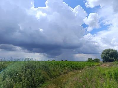 A wide shot captures a rural landscape in Turiya, Ukraine, on a cloudy summer day. In the foreground, a dirt path winds through tall green grass and wild flowers. To the left, a dense thicket of greenery obscures part of a field of young corn plants that stretches to the horizon. On the right, a large, mature tree with a full canopy stands sentinel over the field. In the background, a dark, ominous storm cloud looms, with a visible rain shaft descending from it. The sky is a dramatic mix of deep grays and vibrant blues, with fluffy white clouds scattered throughout. No people or animals are visible in the image. The scene suggests an approaching summer storm in the Ukrainian countryside.