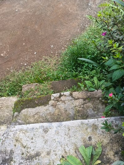 The image displays a downward-angled view of an outdoor environment in Kon Tum, Vietnam. Three visible concrete steps descend from the bottom of the frame towards an unpaved reddish-brown dirt path in the upper left. The lowest step is wide, light grey, and shows extensive dark grey and black biological growth and wear. The middle step is narrower, darker grey, and also exhibits staining and growth. The uppermost visible step is irregular in shape and partially obscured by grass. A low, textured concrete retaining structure, consistent with aging and biological staining, runs parallel to the steps on the right. Dense green vegetation, comprising grasses, weeds, and shrubs, borders the dirt path and flanks the steps and retaining structure. Several plants feature bright pink, five-petaled blossoms in the lower right, and a single purple blossom is visible higher up on the right side. No individuals, animals, or actions are depicted. The scene is illuminated by natural light, showing no harsh shadows.