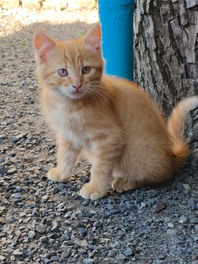 An orange tabby kitten sits on a gravel surface next to a tree and a bright blue pole. The kitten is facing the camera with its head slightly tilted. Its eyes are light brown and its ears are perked up. The background consists of a tree trunk with textured bark on the right and a blurry area with sunlight and shadows on the left. The ground is covered in small gray and brown gravel. The scene appears to be outdoors, possibly in a yard or park. There is no indication of the specific location in Poltavka, Ukraine, within the image itself.