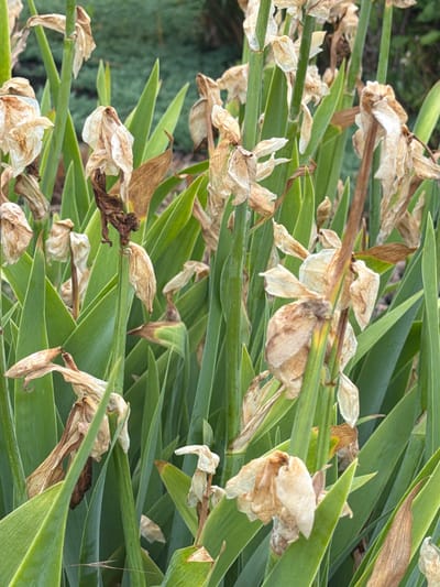 This media file is a close-up, vertically oriented photograph of a bed of withered iris flowers interspersed with their green leaves. The flowers are mostly dried and brown, with some retaining hints of their former white or light tan color. The petals are curled and brittle, indicating they are past their blooming season. The long, sword-like leaves of the iris plants are a vibrant green and create a backdrop for the decaying flowers. The depth of field is shallow, with some leaves and flowers appearing sharp while others are softly blurred.
The scene is natural and appears to be outdoors. The lighting suggests it is daytime, with soft shadows indicating diffused light, possibly due to overcast conditions or shade. There are no people or man-made objects visible, and no text is present. The overall impression is one of natural decay and the end of a floral cycle, evoking a sense of the passage of time in a garden setting. The location is North Bergen, United States of America.
