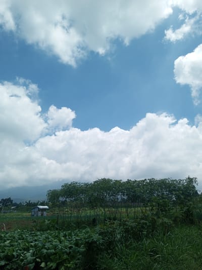 The image depicts a rural scene in Kioumaknao 2, Laos. A field with various crops occupies the foreground. Lush green foliage and tall grasses are prominent. In the midground, a row of slender trees with leafy canopies stands. Behind the trees are fields containing houses, suggesting an agricultural landscape. A mountain is faintly visible in the distance, partially obscured by clouds. The sky is predominantly blue with scattered white clouds.