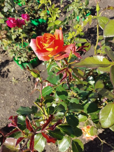 A close-up, eye-level shot showcases a vibrant orange and yellow rose in bloom, its petals unfurling under the sun. The rose is positioned on the right side of the frame, with its head tilted slightly downwards and to the left. Surrounding the rose are numerous green leaves, some glossy and reflecting the sunlight, others darker and shadowed. A tightly closed green bud is visible on a stem to the left of the main rose, hinting at future blooms. The background is a blur of darker greens and browns, with patches of exposed soil and what appear to be dark green garden containers. The overall lighting suggests a sunny day. The image is dated to July 2023 and located in Shopino, Russia.