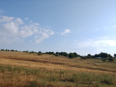 This is a wide, outdoor, daytime photograph of a rolling, grassy landscape under a pale blue sky with scattered white clouds. The foreground is dominated by dry, golden-brown grass and some green scrubby bushes, indicating a dry season. The midground features a gently sloping hill covered in similar dry grass, with several patches of darker, possibly burnt, earth visible. A line of trees, mostly with green foliage, runs along the crest of the hill in the mid-to-background. In the far background, the sky is a clear, light blue. The image depicts a natural, undeveloped rural environment, likely in or around Piscărești, Moldova, given the context. There are no people or specific identifiable man-made structures in the immediate visible area, though faint utility poles can be seen in the distance on the far hill. The overall impression is one of a dry, sunny, and sparsely vegetated rural expanse.