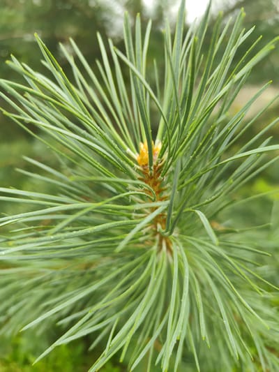 The image is a close-up, macro photograph of a pine branch with needles. The needles are long, slender, and green, with a slight sheen suggesting they may be wet. A small, yellow pine cone bud is visible at the center of the branch where the needles emerge. The background is softly blurred, showing muted green foliage, typical of a forest or garden environment. There are no people, animals, or man-made objects visible in the image. The scene appears to be outdoors, likely in a natural setting. No specific location in Beglatoy, Russia can be determined from the visual information provided.
