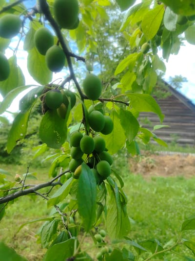 The image shows a close-up of unripe green plums hanging from a tree branch. The plums are round and vary in size, with some clustered together and others more spread out. They are a vibrant green color, indicating they are not yet ripe. The leaves of the tree are also green and appear healthy, with some slight imperfections visible.

In the background, a rustic wooden building with a dark, weathered exterior is visible. The building appears to be a barn or shed, with horizontal planks forming its walls. The roofline is visible, sloping downwards. The surrounding environment is a grassy field, with some dry, lighter-colored vegetation interspersed with the green grass. The overall setting suggests a rural or agricultural area.

The sky is visible in the upper portion of the image, with patches of blue and white clouds. The lighting suggests it is daytime, possibly late morning or early afternoon, with soft sunlight filtering through the leaves. There are no people or animals present in the image. The focus is on the plums and the immediate surroundings of the tree. The location of Kashino, Russia, suggests a temperate climate where fruit trees would be common. The image captures a moment in the natural cycle of fruit growth, highlighting the early stage of plum development.