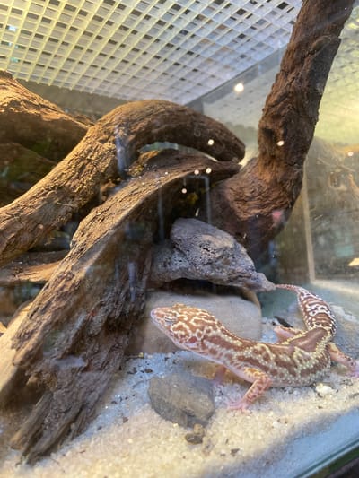 The image shows a leopard gecko in a terrarium. The gecko is a light brown color with darker brown spots and is lying on a sandy substrate. There are pieces of driftwood and rocks in the terrarium, which are likely intended to mimic the gecko's natural habitat. The top of the terrarium appears to be a mesh lid with a light fixture above it. The image does not contain any information about the city of Rengat, Indonesia.