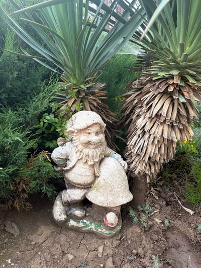 In Ceadîr-Lunga, Moldova, a garden scene features a weathered garden gnome statue positioned amongst lush greenery. The gnome, made of concrete, is depicted with a white knitted cap, a smiling face, and is leaning against a mushroom. The gnome's clothing appears faded and worn, with patches of paint chipped away. Surrounding the gnome are various plants, including tall palm-like trees with dried, fibrous trunks and green, spiky leaves, as well as dense, dark green coniferous shrubs. The ground is composed of dry, cracked soil, with some small green seedlings emerging. The overall impression is one of an established, perhaps slightly overgrown, garden setting.