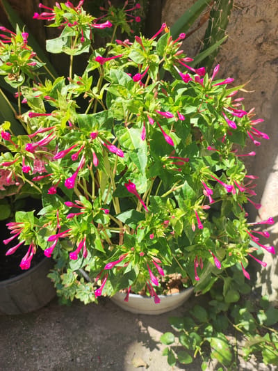 A potted plant with numerous bright pink, tubular flowers and green leaves is positioned outdoors in Lumbrales, Spain. The plant is the central focus, with its blossoms and foliage filling most of the frame. Sunlight casts shadows on the ground and on the textured, light-colored stone wall behind the plant. To the left and right of the main plant, other potted plants are visible, one appearing to be a succulent and another with pink flowers. A prickly cactus stalk is also visible in the upper right portion of the image, leaning against the stone wall. The scene is a close-up view of the plant, suggesting an intimate and detailed observation of its bloom.