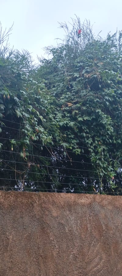 A textured brown wall forms the base of the image, topped by a wired fence. Lush greenery engulfs the fence, displaying a variety of leaf types and hanging fruit. A dense thicket of branches and leaves obscures the background. A vibrant red flower punctuates the scene atop the foliage, adding a splash of color against the overcast sky.