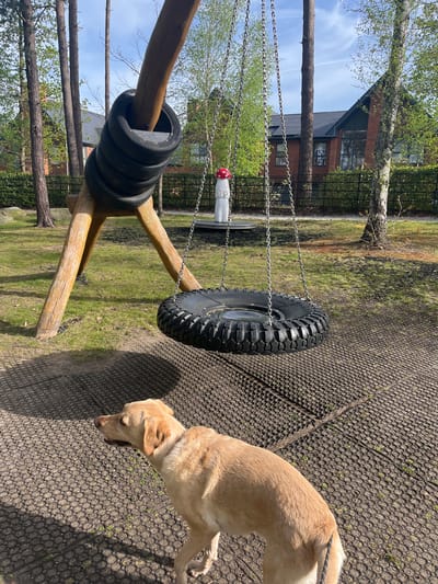 A medium-angle, exterior shot shows a playground in the Borough of Runnymede, United Kingdom. A light-brown dog, possibly a Labrador, is in the right foreground, its head bent downward. The ground has a grid-like pattern of dark material. To the left, there is a wooden playground structure composed of several tires, both mounted on a wooden beam and hanging by chains. In the background, there is a brick house and a wooded area with trees and green grass. The sky, visible through the trees, is blue with scattered clouds.