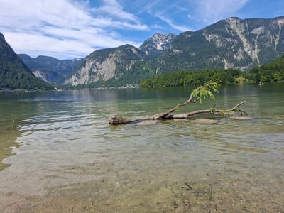 This is a photograph taken from the shore of Hallstätter See, looking towards the north. The foreground shows the shallow, clear water of the lake with a sandy and pebbly bottom visible. A fallen tree branch with green leaves rests partially submerged in the water, extending from the right side of the frame towards the center. In the middle ground, the lake stretches out, reflecting the surrounding mountains. On the far shore, a densely wooded area with green trees lines the water's edge. Beyond the trees, a village or town is visible nestled at the base of steep, rocky mountains. The mountains themselves are covered in patches of green vegetation and grey rock faces, with some snow visible on the highest peaks. The sky above is blue with scattered white clouds. The scene depicts a natural landscape in the Austrian Alps.