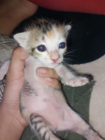 An individual's hand is holding a very young kitten. The kitten is predominantly white with patches of tan, black, and grey fur, particularly on its head and tail. It has large, dark eyes and small pink ears. Its body is thin, and its belly is pinkish. The kitten's paws are visible, with tiny claws extended. The background is blurred, showing a dark surface, a red area, and a striped fabric. This image was taken in Labissa, Indonesia.