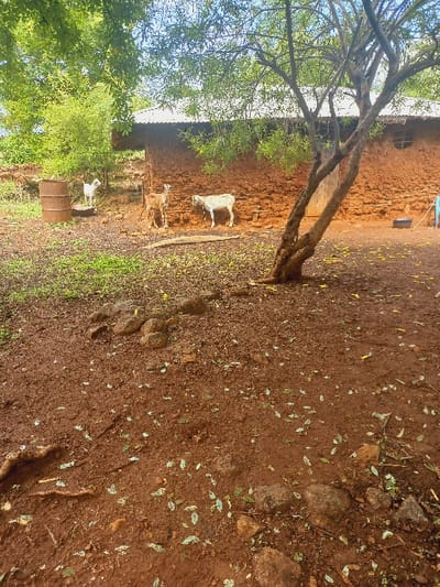 A rustic scene features a mud-walled structure with a corrugated metal roof, seemingly housing goats. A large, bare tree stands near the structure, casting shadows on the reddish-brown earth. The ground is scattered with leaves and rocks. A rusted metal barrel is seen near the goats. The overall impression is one of a rural, perhaps arid, environment.