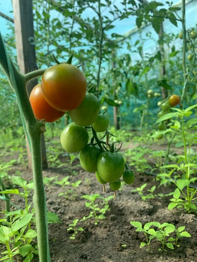 A close-up, eye-level shot captures a bunch of ripening cherry tomatoes on a vine within a greenhouse. The tomatoes are a mix of green and orange hues, with some still firm and round, others beginning to blush with color. The vine itself is a vibrant green, with a thick stem on the left side of the frame. Below the tomatoes, the dark, rich soil of the greenhouse floor is visible, dotted with small, green seedlings. The background of the greenhouse is a blur of green foliage and the translucent covering of the structure, suggesting an agricultural setting. The scene appears to be located in a greenhouse in Pokotylivka, Ukraine.