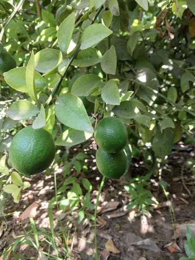 The image depicts a close-up view of limes growing on a tree. Several green limes are visible, some in focus and others slightly blurred. The limes are round and appear to be ripe. The tree has green leaves and thorny branches. The background is filled with more foliage and dappled sunlight, suggesting an outdoor setting. The ground below the tree is covered with dirt, dry leaves, and some sparse green plants. The overall scene conveys a natural, agricultural environment. There are no people or animals visible in the image.