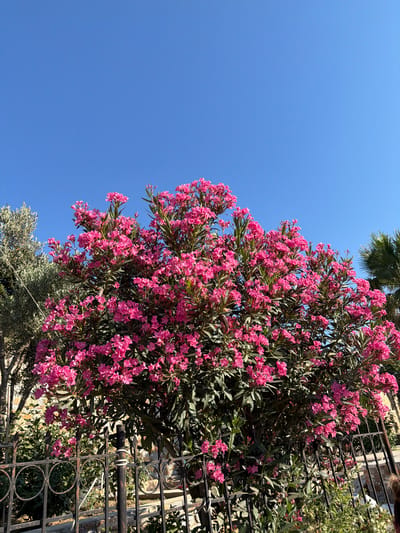 A vibrant oleander bush, laden with bright pink flowers, dominates the center of the frame, set against a clear blue sky. To the left, the silvery-green leaves of an olive tree are visible, and to the right, a palm frond peeks into the upper right corner. A black, ornate metal fence runs along the bottom of the image, separating the viewer from the flowering bush and the foliage behind it, which includes a stone wall. The overall scene evokes a sunny, Mediterranean atmosphere, characteristic of locations like Skiathos, Greece.