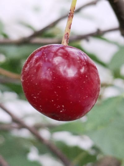 A single, ripe, red cherry hangs from a thin stem against a blurred background of green leaves and brown branches. The cherry is round and has a glossy surface with small, white speckles. The stem is light brown and slightly fuzzy, with some dark spots. The focus is sharp on the cherry, while the surrounding foliage and branches are out of focus, creating a shallow depth of field. The image appears to be taken outdoors in a natural setting, possibly a garden or orchard. No human presence or activity is evident. The location in Гожскі сельскі Савет, Belarus, is not directly indicated by any visual cues in the image itself.