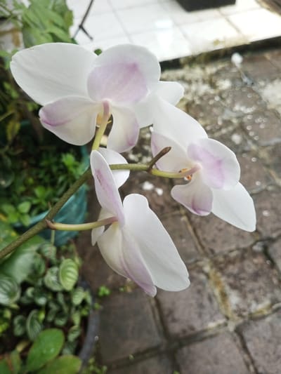 Three white orchids with light purple accents bloom on a green stem. Lush greenery surrounds the base of the stem. The background consists of gray brickwork, suggesting an outdoor setting. The orchids exhibit a delicate, fresh appearance, standing out against the contrasting textures and colors in the scene.