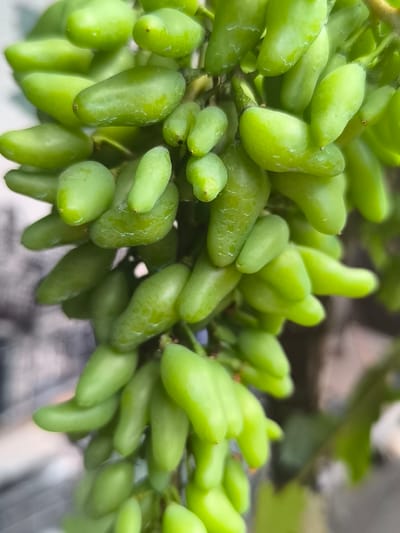 This is a close-up, vertical, eye-level shot of a bunch of bright green, elongated grapes. The grapes have a smooth, slightly glossy skin, with some droplets of water visible on their surfaces. They are clustered together on a vine, with some stems and leaves subtly visible in the background. The lighting is bright, suggesting it is daytime, and the overall mood is fresh and natural. The background is blurred, with hints of muted colors and textures that could be indicative of foliage and perhaps a building or wall, but nothing is clearly defined. There is no visible text in the image. The focus is entirely on the detailed texture and form of the grapes.