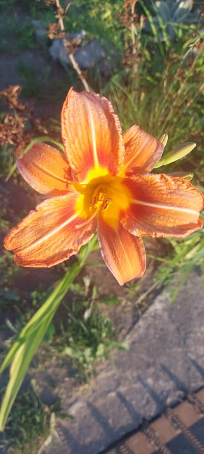 This media file is a close-up, high-angle shot of a vibrant orange daylily in bloom. The flower, with its ruffled petals showcasing a gradient from deep orange to yellow at the center, is the primary subject. The stamen and pistil are clearly visible, coated in yellow pollen. Two unopened buds are nestled behind the main bloom, and a long, green leaf extends diagonally across the lower right portion of the frame.
The background is a mix of natural and man-made elements. To the left and behind the flower, there is dense green foliage, some with dry, brown seed heads. A grey, rough-textured surface, possibly a stone or paved path, occupies the upper right and right side of the image. A dark, metallic object with a repeating pattern, possibly part of a fence or railing, is visible in the far upper right corner. The lighting suggests it is either early morning or late afternoon, with the sun casting long shadows and highlighting the textures of the flower and background. The overall impression is one of natural beauty captured in an outdoor setting, likely a garden or park area in Shepetivka, Ukraine. There is no text visible in the image.