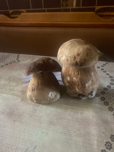 Two porcini mushrooms are displayed on a patterned tablecloth. The mushroom on the left is smaller and has a darker brown cap, while the mushroom on the right is larger with a lighter brown cap. The background shows a wooden surface with a tiled pattern above it. The overall scene appears to be indoors, possibly in a kitchen or dining area in Ihnatpil, Ukraine.