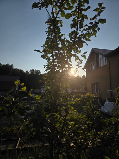 The photograph captures a backyard scene during golden hour. The sun is low in the sky, casting a warm glow and creating lens flare through the branches of a leafy tree in the foreground. To the right, a two-story house with yellow brick siding and a dark-pitched roof is visible, featuring a large triangular window on the upper floor. The yard appears to be a mix of overgrown vegetation, garden beds with wooden frames, and some miscellaneous items including a white tarp or bag. In the background, a dense line of trees forms a dark silhouette against the bright sky. The overall impression is one of a tranquil, residential setting in the late afternoon or early evening. The location is identified as the city of Bolshiye Kharlushi, Russia.