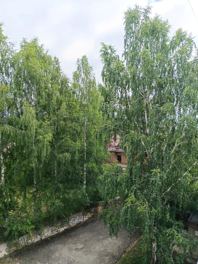 A dense stand of birch trees with vibrant green leaves dominates the frame, their white trunks interspersed among the foliage. In the background, a building with a reddish roof and a dark window is partially visible through the trees. The ground in the foreground is a rough, asphalted surface, possibly a road or pathway, with scattered brown leaves. A low, weathered stone wall, showing signs of disrepair with peeling paint and graffiti, runs along the edge of the pathway. The sky above is overcast with light gray clouds, suggesting a diffused, possibly damp, weather condition. The overall scene depicts an outdoor, natural setting juxtaposed with man-made structures, likely in a semi-urban or rural environment. The time of day appears to be daytime, given the bright, albeit overcast, lighting. No people are visible in the image.