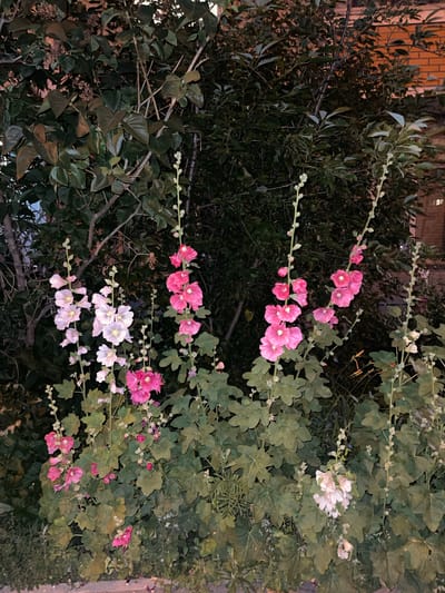 The image depicts a cluster of tall hollyhock plants with pink and white flowers in the foreground. The plants are set against a backdrop of dark green foliage and a brick building, suggesting an outdoor urban environment. The lighting is dim, indicating it might be dusk or nighttime. The composition focuses on the flowering plants, with the surrounding vegetation and building providing context. No people or animals are visible in the frame. The scene is static and natural.