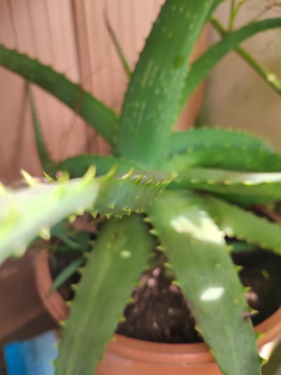 The media file is a close-up photograph of an aloe vera plant. The plant is in a brown pot, and its thick, green, fleshy leaves are prominent. The edges of the leaves are serrated with small, sharp, yellowish-white spines. Some leaves appear to have water droplets on them, suggesting recent watering or dew. The background is out of focus, showing a light pinkish-brown, textured surface, possibly a wall or fence, and hints of other greenery. The lighting suggests it is daytime, with natural light illuminating the plant. There is a small blue object with some indistinct white text visible in the lower left corner of the frame, partially obscured by the pot. The overall impression is one of a healthy, well-maintained houseplant in an outdoor or well-lit indoor setting. The focus is sharpest on the central leaves and their serrated edges, drawing attention to the plant's texture and form. There is no discernable activity taking place other than the plant existing in its environment. The location context of Soisy-sous-Montmorency, France, implies this is likely a residential garden or patio setting.
