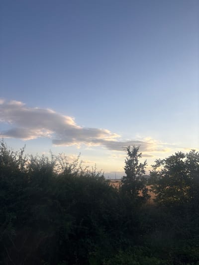 The image captures a serene sunset over the rural outskirts of Naiden Gerovo, Bulgaria. The sky is a gradient of soft blue, transitioning to warmer hues of yellow and orange near the horizon, where scattered, elongated clouds are illuminated by the setting sun. In the foreground, a dense line of dark green foliage, likely bushes and trees, forms a natural barrier across the bottom of the frame. The vegetation is thick and somewhat overgrown, with individual leaves and branches visible, obscuring the ground beneath. Beyond the foliage, a field of crops, appearing golden or light brown, stretches into the distance. Two solitary trees, one taller and thinner with a more distinct silhouette, stand partially visible amidst the field, breaking the uniformity of the landscape. The overall impression is one of quiet natural beauty at the end of the day.