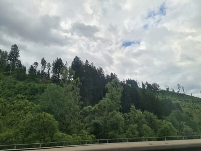 The image captures a view of a tree-covered hillside in Sankt Michael in Obersteiermark, Austria, under a cloudy sky. The foreground features a railing, suggesting the photo was taken from a road or elevated viewpoint. The hillside is densely populated with a variety of trees, ranging from tall conifers to deciduous trees with lush green foliage. The terrain appears uneven, with some areas of rock visible interspersed with the vegetation. The sky is a mix of grey clouds and patches of lighter sky, with a hint of blue sky peeking through in the upper right quadrant. The overall impression is a natural, somewhat wild landscape.