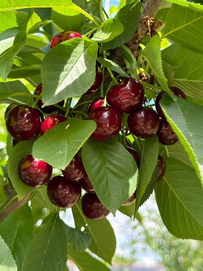 In Selanovtsi, Bulgaria, a close-up shot captures a cluster of ripe, dark red cherries hanging from a tree branch amidst lush green leaves. The cherries are round and plump, with a glossy sheen reflecting the sunlight. Some leaves are slightly shadowed, while others are brightly illuminated, creating a play of light and dark. The background is softly blurred, hinting at a sunny outdoor environment with a dappled effect of light. The image is focused on the cherries and leaves, showcasing their natural beauty and ripeness.