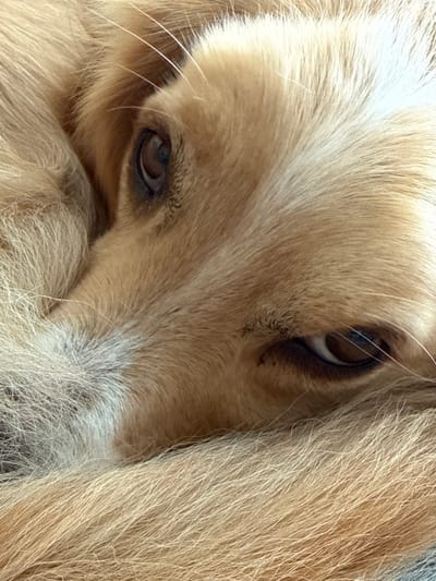 A close-up photograph, captured in the city of Kalyvia Thorikou Municipal Unit, Greece, depicts a light-furred canine, possibly a Golden Retriever or a similar breed, curled in a resting posture. The dog's fur displays a blend of golden-blonde, light brown, and off-white tones, with the lighter hairs prominent around the muzzle area and forehead. Both brown eyes are partially open, revealing dark pupils and irises, with the eye on the right appearing more attentive. Fine, light-colored whiskers extend from the dog's muzzle. The immediate background is composed entirely of the dog's own fur, creating a soft, textured, and uniformly colored environment, devoid of external objects or specific setting cues.