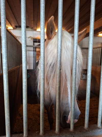 An image shows the head of a light-colored horse behind metal bars, possibly in a stable. The horse's mane is long and blonde, partially obscuring its face. Its ears are visible, perked forward. The background consists of wooden walls and a straw-covered floor. The lighting suggests an indoor setting, possibly a stable in a rural area or a specialized facility. There is no indication of it being in the city of Münster, Austria.